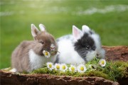 1975年出生属兔的人2024年多少岁