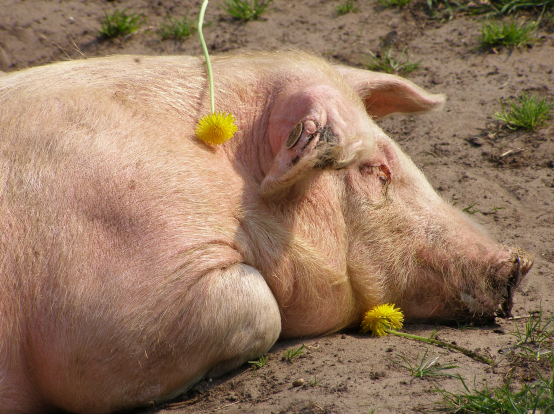 属猪的和什么属相最配 属猪的更佳配偶是什么生肖图片