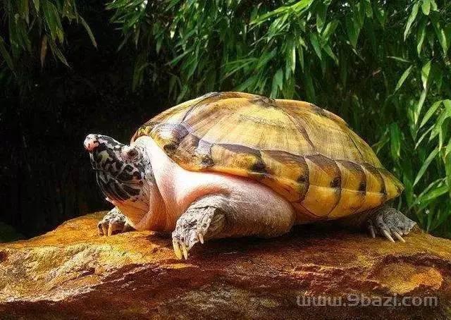 乌龟有灵性的真实故事：关于乌龟的感人故事