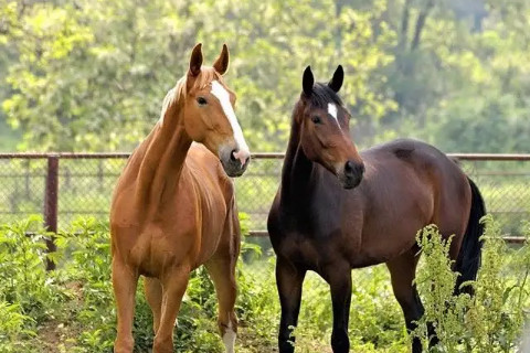 1990年属马的最佳配偶是谁 属马的性格和脾气,生肖属相,马